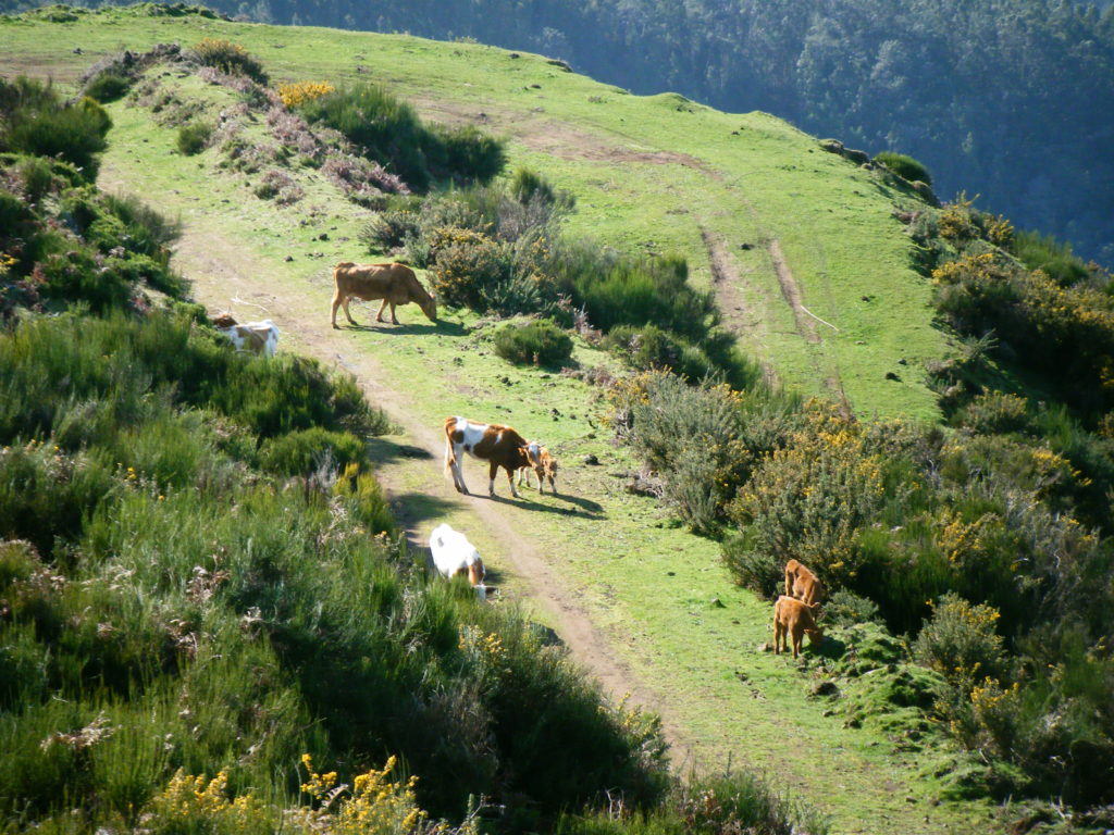 Herrenlose Kühe im Gebirge.