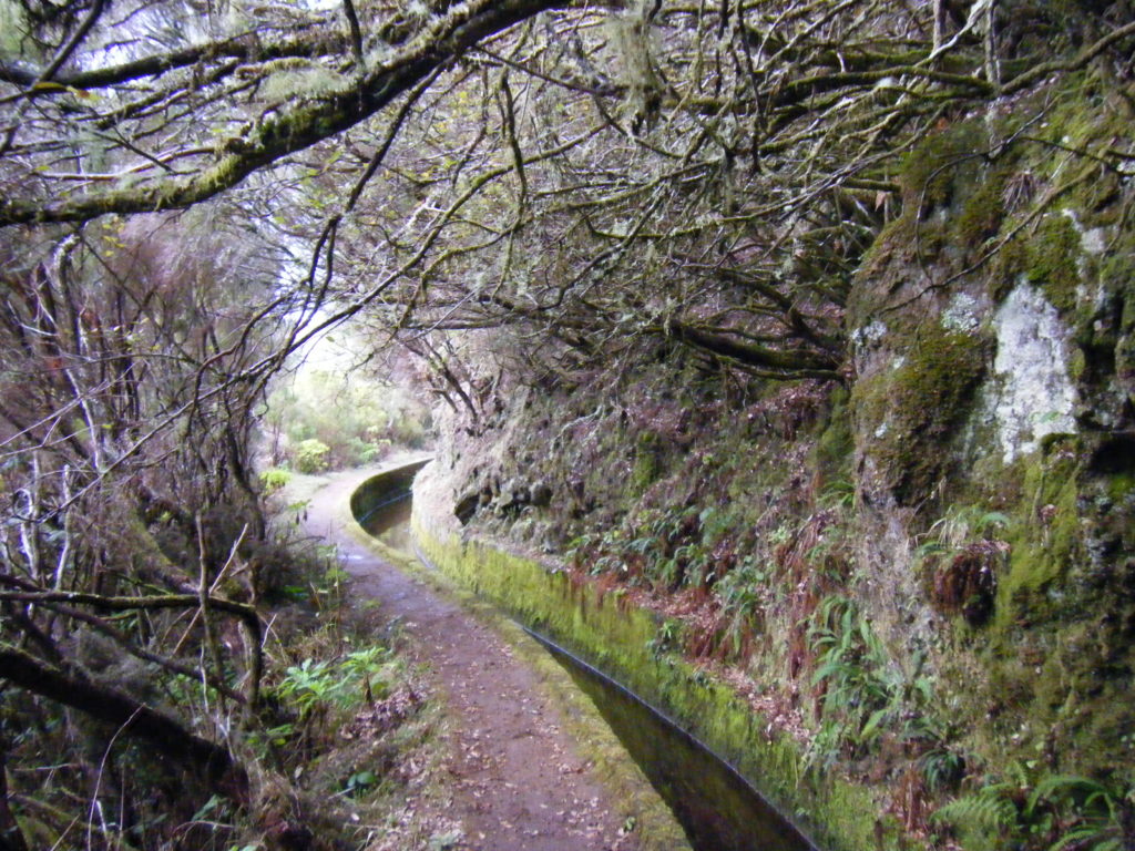 Bewachsene Levada.